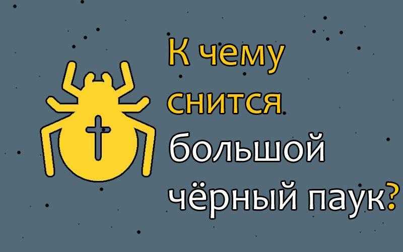 Паук в доме к чему примета - суеверия и приметысуеверия и приметы