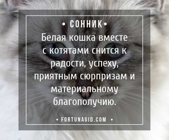 К чему снятся кошки и котята женщине по соннику