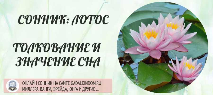 К чему снится лотос. лотос в воде