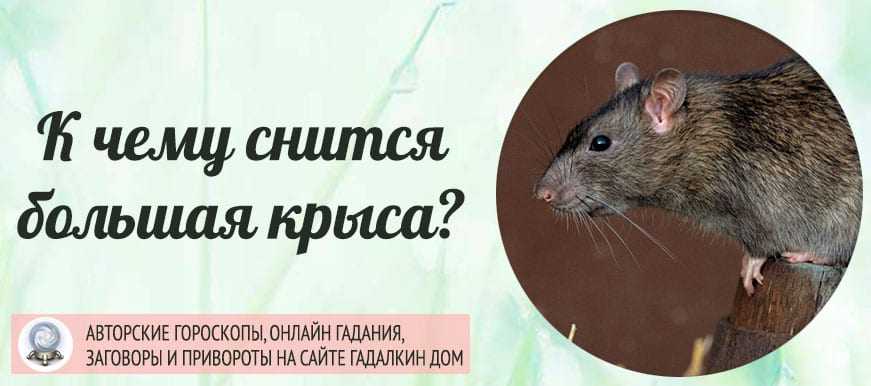 К чему снятся крысы женщинам и мужчинам