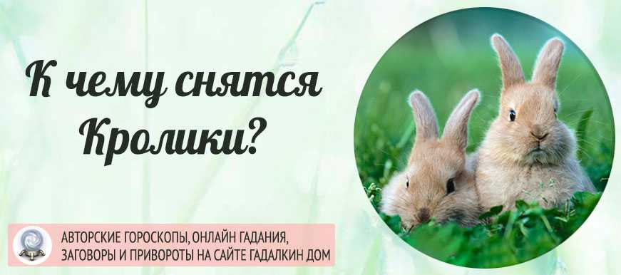 Видеть кроликов во сне к позитивным событиям За сложным периодом последует светлый и счастливый Материальные затруднения будут разрешены Вас ожидает успех