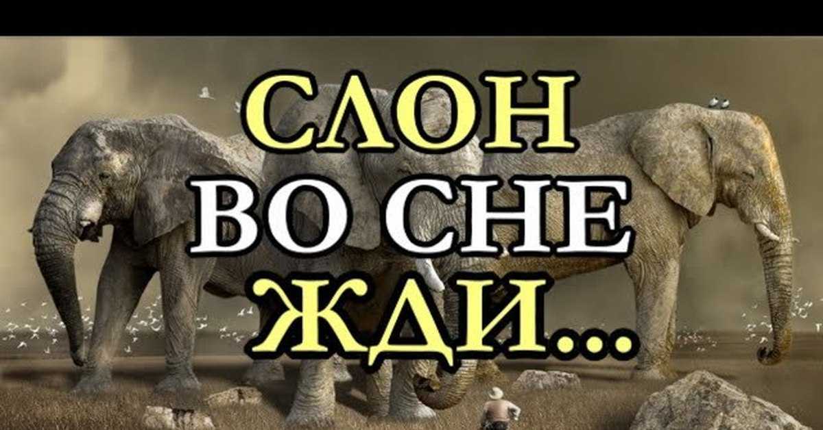 К чему снится слон - значение сна слон по соннику