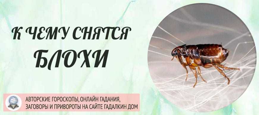 К чему снятся вши и блохи: что предвещают гниды на волосах человека во сне, встреча с блохастым котенком или собакой