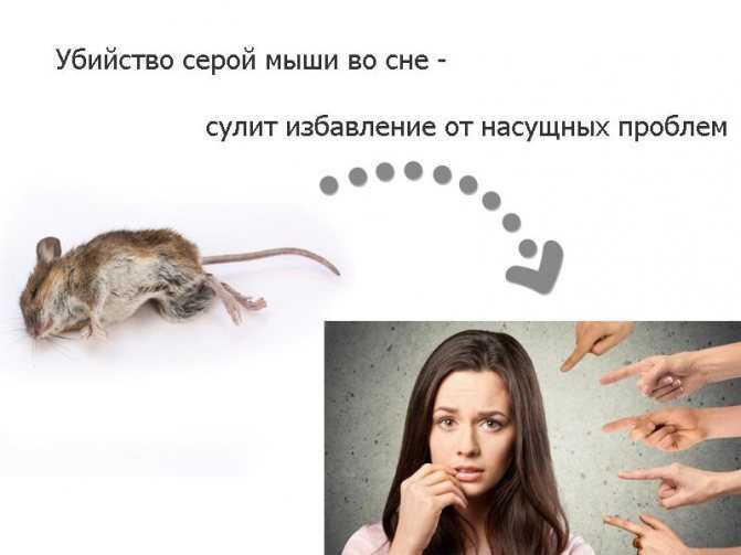 К чему снятся мыши