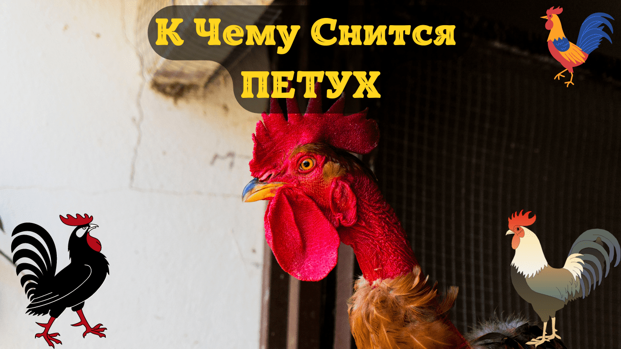 К чему снятся петухи, куры и цыплята (значения снов)