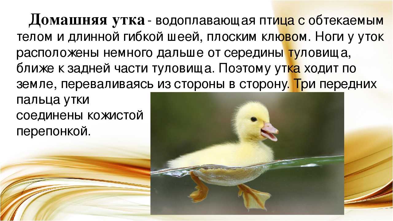 К чему снятся утята женщине или мужчине — 50 толкований из разных сонников