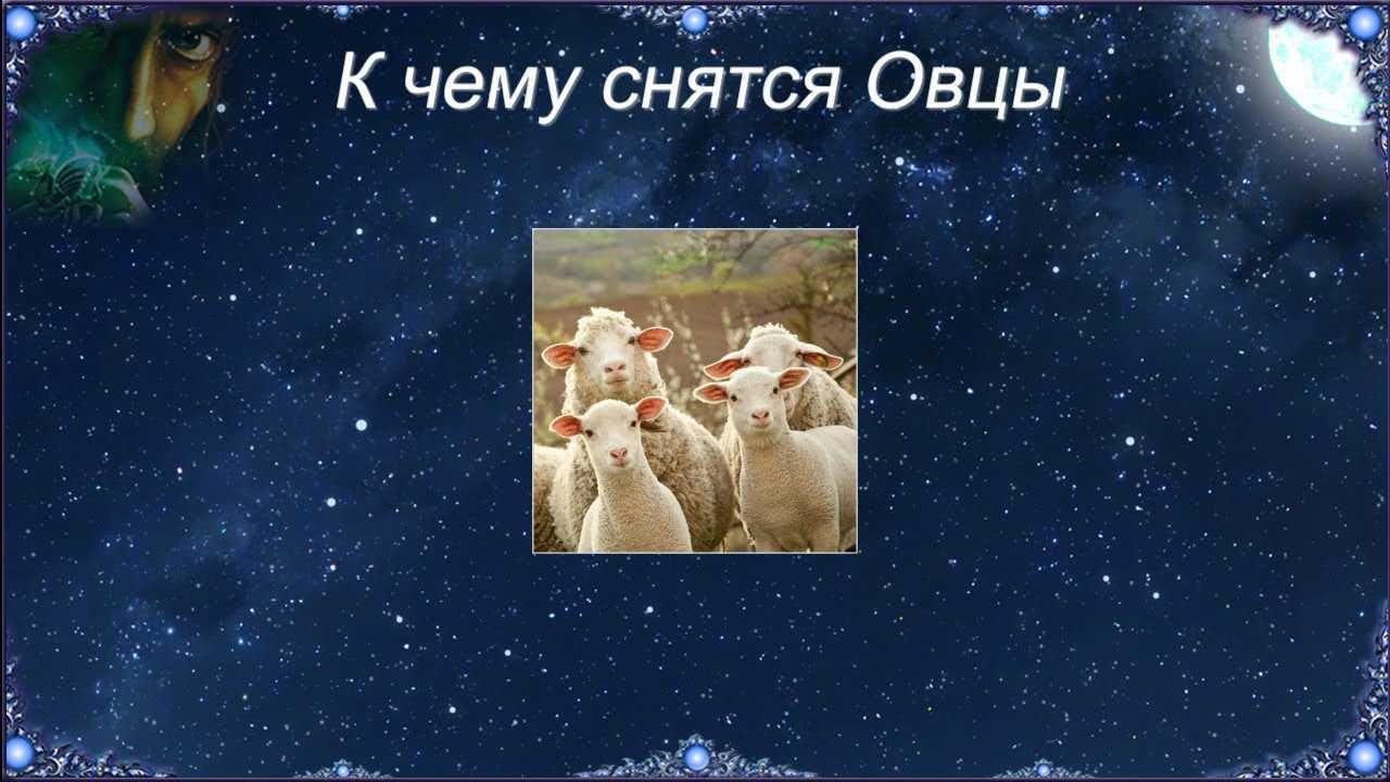 К чему снится  баран во сне — по 90 сонникам! если видишь во сне баран что значит?