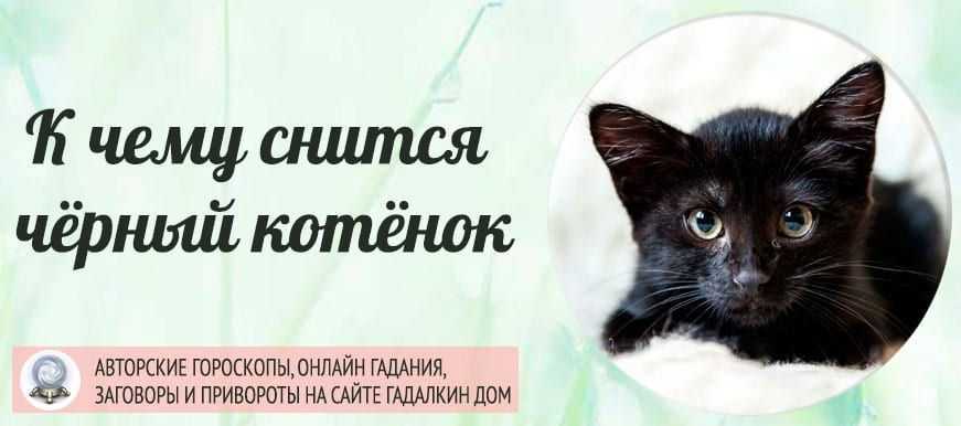 К чему снятся маленькие котята женщине: сонник про маленьких котят | ваши питомцы