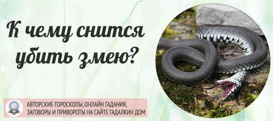 К чему снится змея: цветная, ядовитая, много змей, хочет укусить, укусила в руку, нападает, наступить на змею