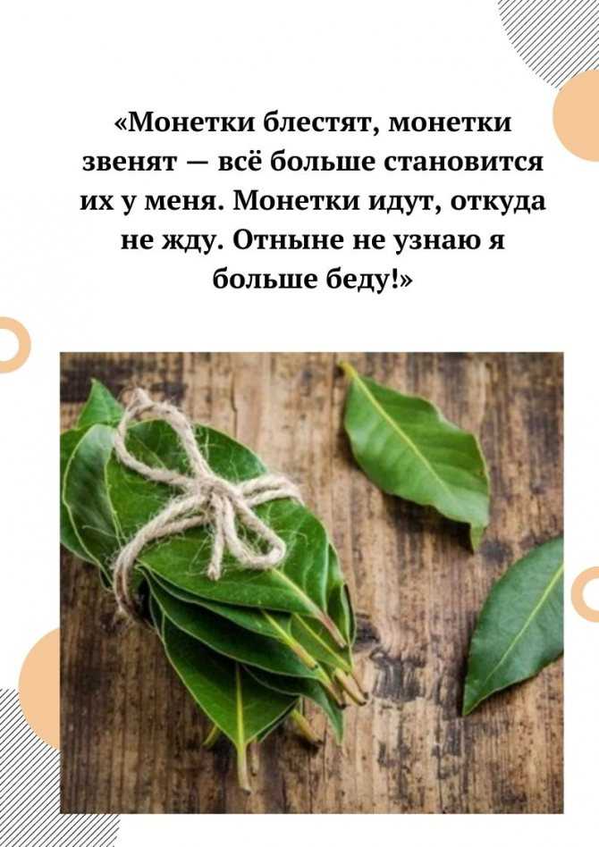Как с помощью лаврового листа исполнить желание? ритуалы.