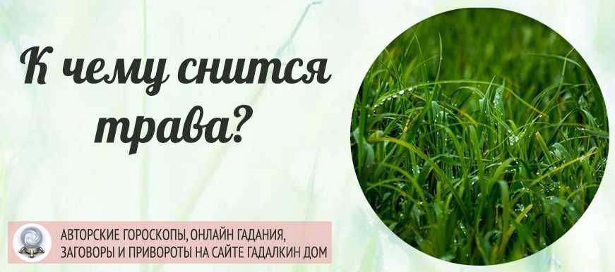 К чему снится трава - значение сна трава по соннику