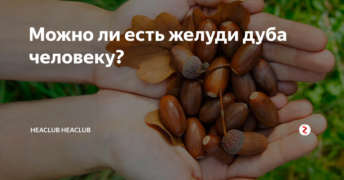 Приснились орехи – толкование сна по разным сонникам
