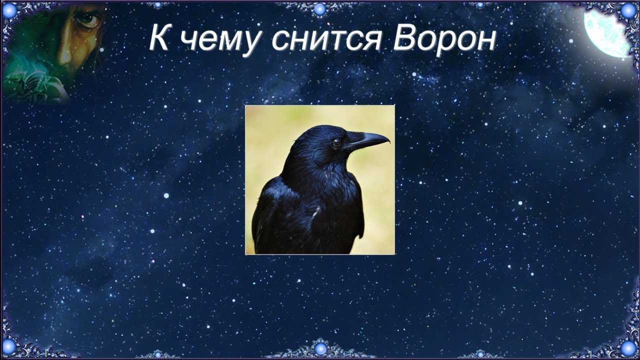 К чему снится ворона 🐦 во сне, сонник - приснилась стая ворон, значение сна