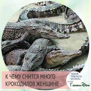 К чему снятся маленькие крокодильчики