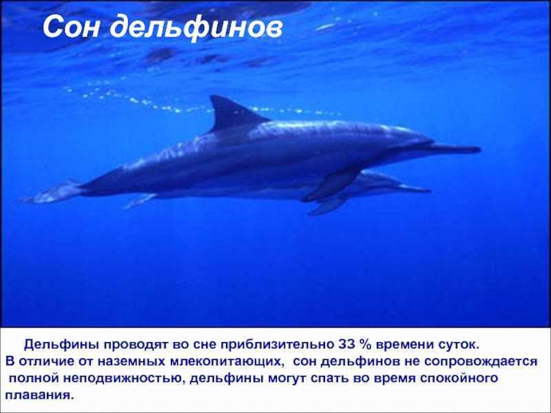 К чему снятся дельфины - значение сна дельфины по соннику