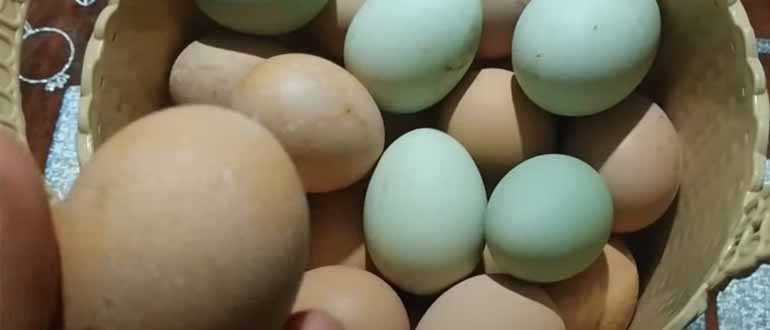 ➤➤ к чему снятся куриные яйца - толкование по известным сонникам
