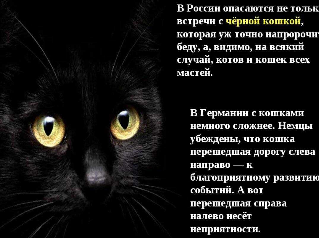 К чему снятся коты женщине: трактование сновидений в сонниках, значение снов с рыжими котиками для девушки