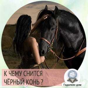 К чему снится черный конь женщине