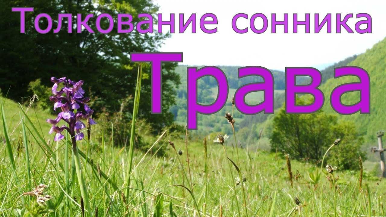 Сон поле скошенной сухой травы. к чему снится ходить по зеленой траве: трактовка сонников