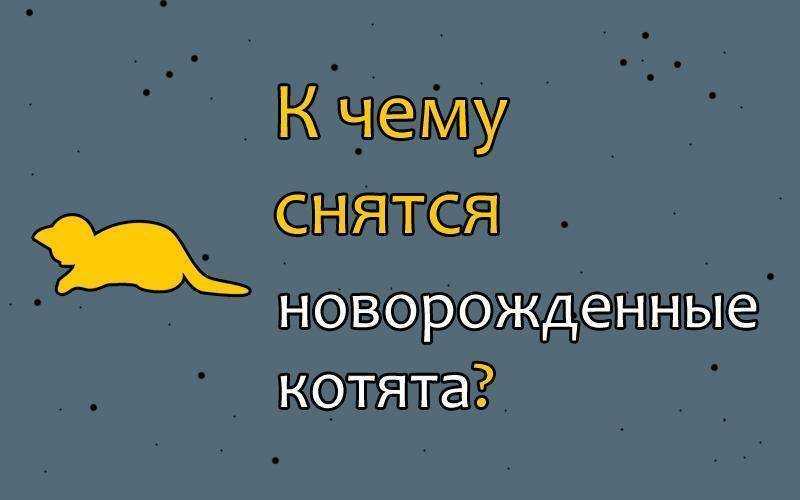 Серый кот во сне: видеть кошку, большого и красивого, к чему женщине и мужчине