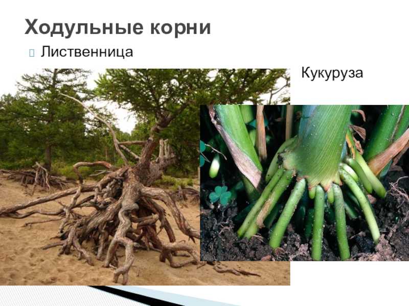 К чему снятся ростки растений: что значит видеть во сне зеленые отростки, толкование сонников