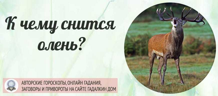 Сонник олень: к чему снится и что означает сон?