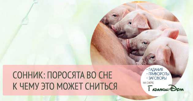 К чему снится свинья? толкование по 53 сонникам