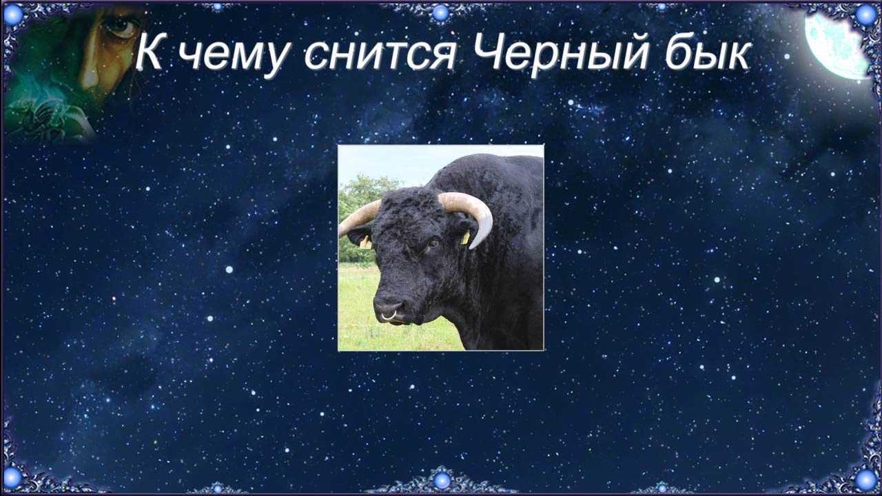 К чему снится  бык во сне — по 90 сонникам! если видишь во сне бык что значит?