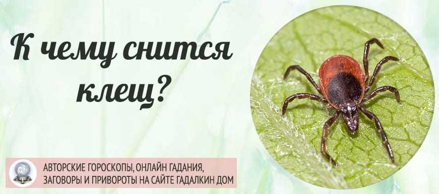 Клещи во сне: к чему снится это насекомое, как толкуют такое сновидение различные сонники