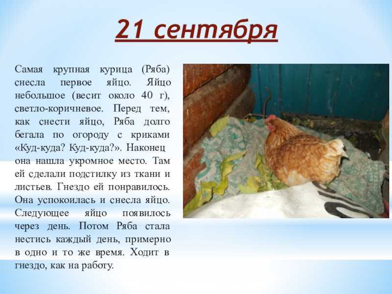К чему снятся разбитые яйца: толкование по различным сонникам. видеть во сне куриные яйца