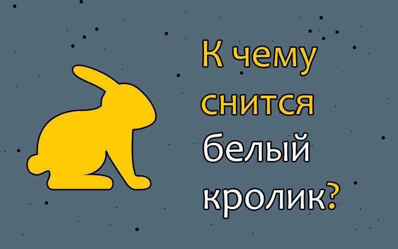 Толкование сна про кроликов: к чему они снятся