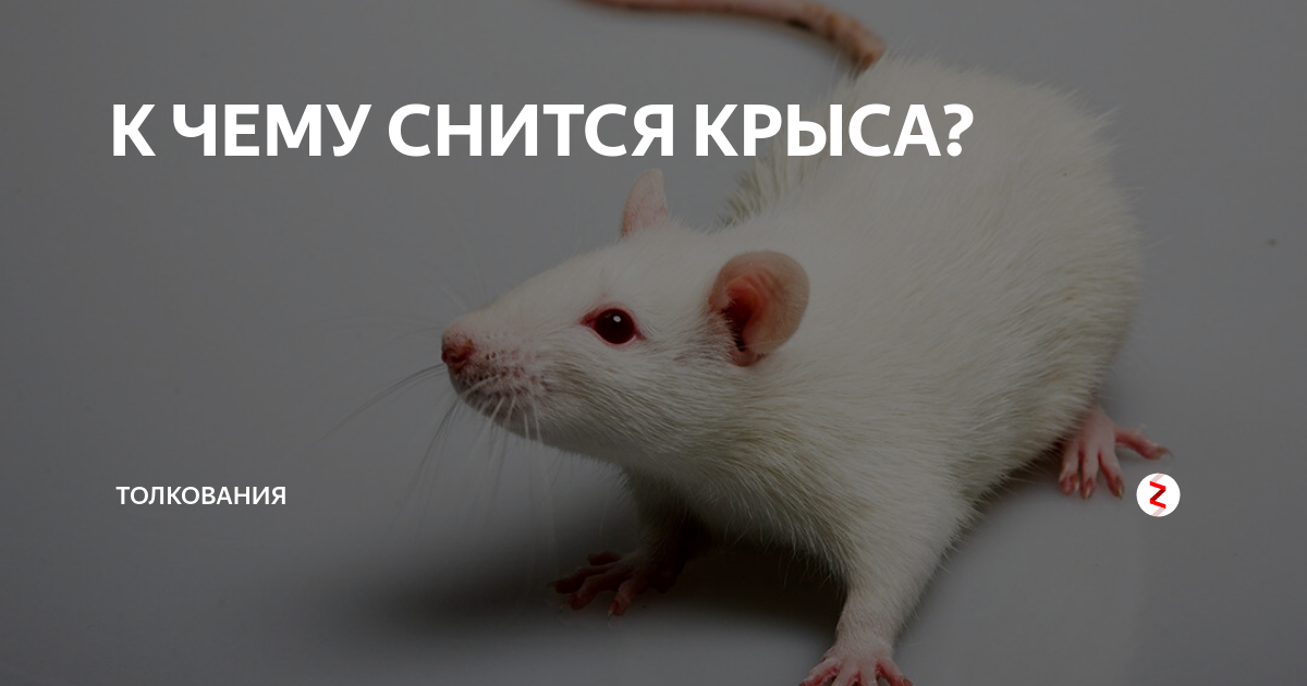 Приснилась мертвая крыса, к чему, что говорят о таком сне сонники