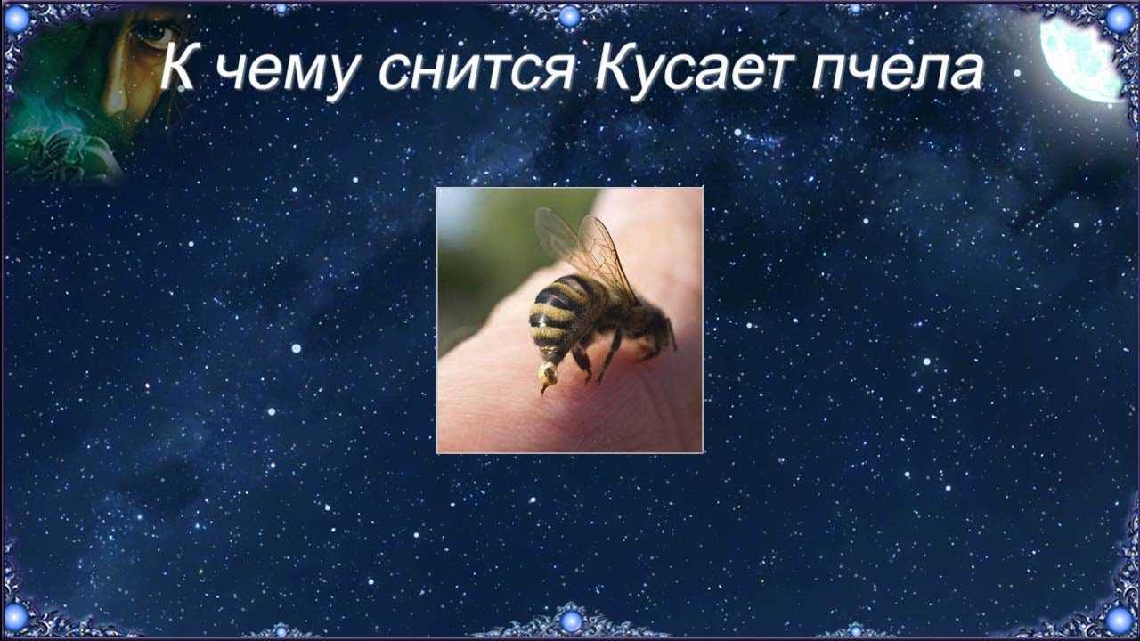 К чему снится  пчела во сне — по 90 сонникам! если видишь во сне пчела что значит?