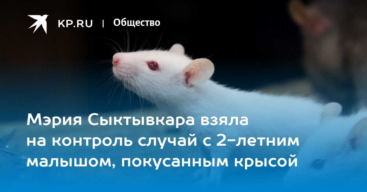 К чему снится укус крысы — трактование сна по 40 сонникам