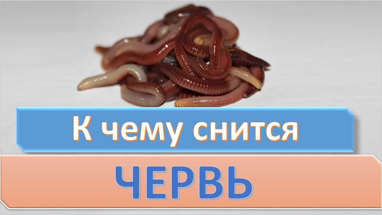 Сонник. к чему снятся черви в глазах? - tolksnov.ru