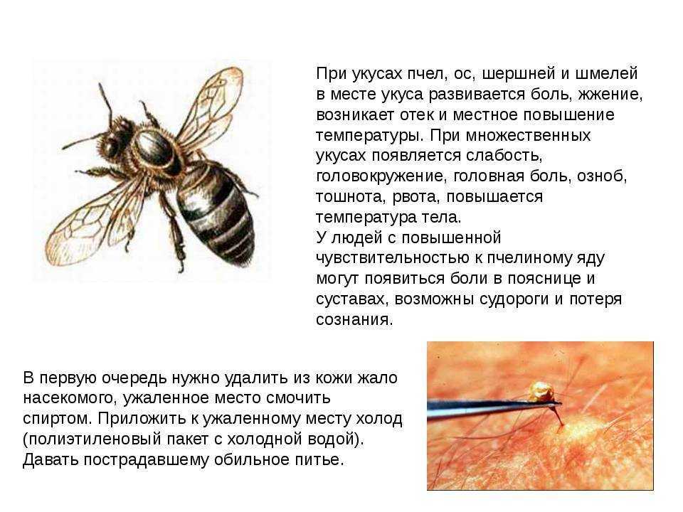 К чему снится оса