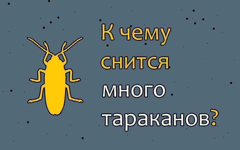 К чему снится таракан – узнайте значение сна :: инфониак
