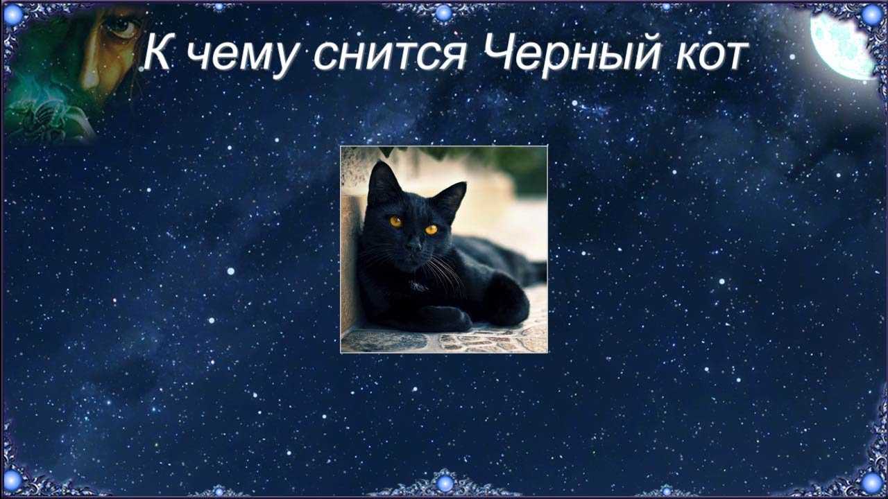 К чему снятся маленькие котята: женщине, мужчине, толкования различных сонников
