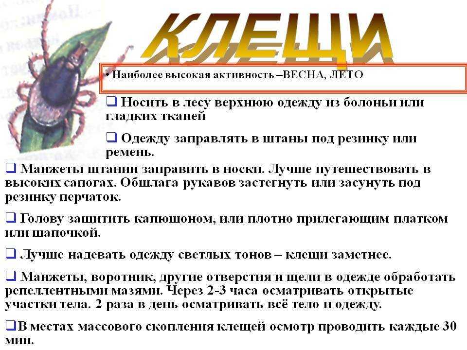 Сонник клещи много