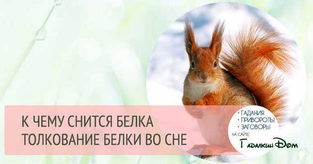 В соннике укусила белка – волноваться без повода и видимых причин, испытывать тревогу Также – встретиться с друзьями, с которыми недавно проводили время