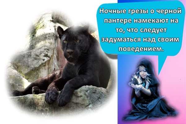 К чему снится черная пантера на сайте сонник гуру