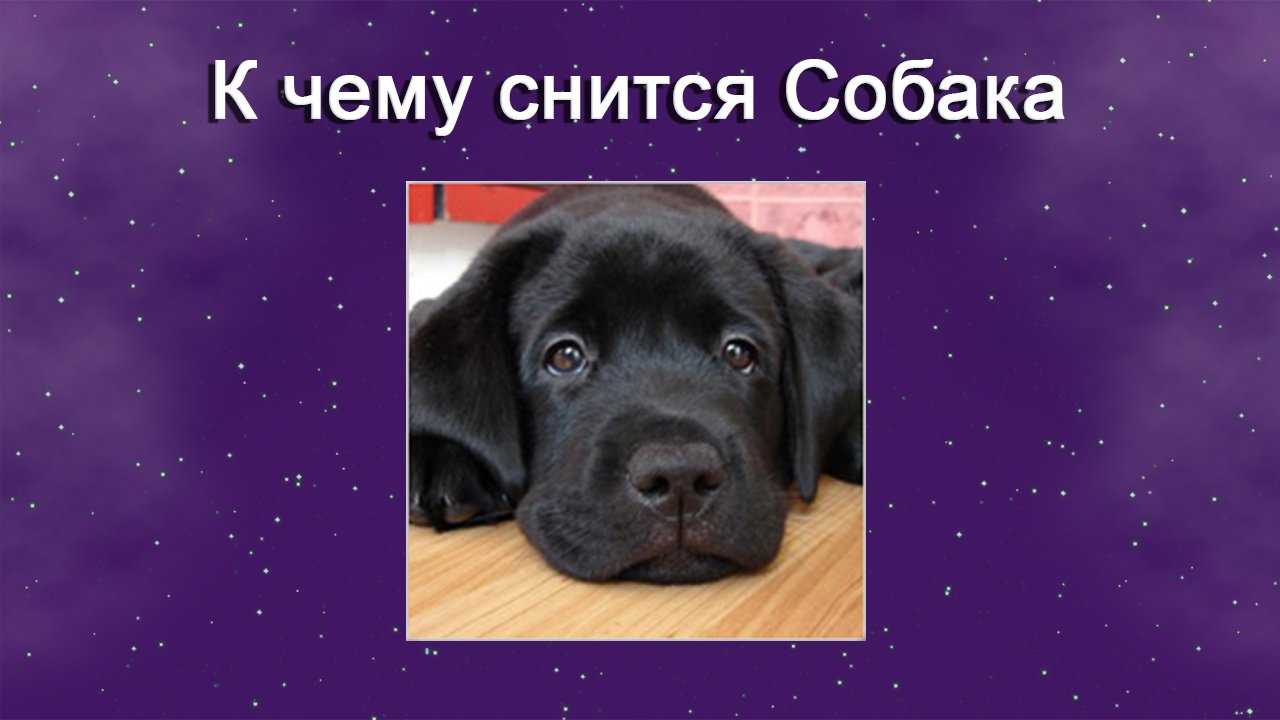 К чему снятся собачьи покусы?