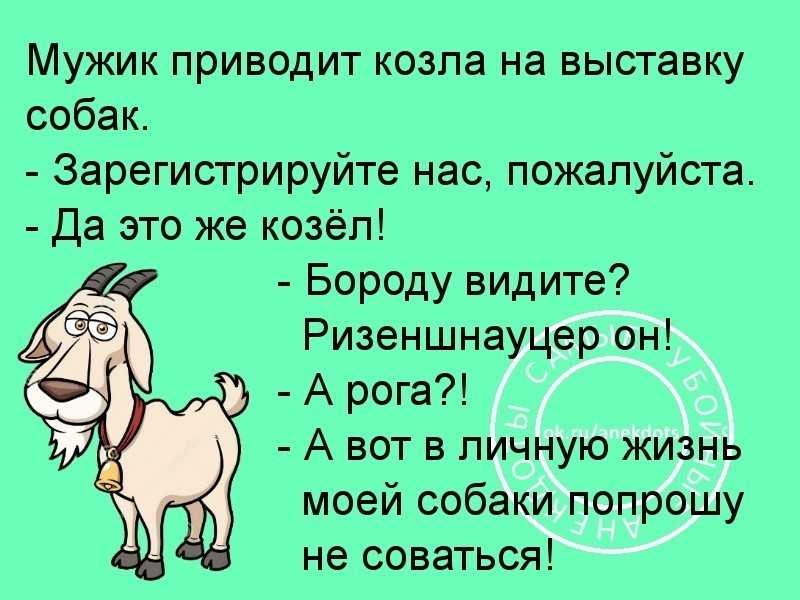 1991 - год какого животного по восточному гороскопу: характеристика мужчин, женщин, совместимость