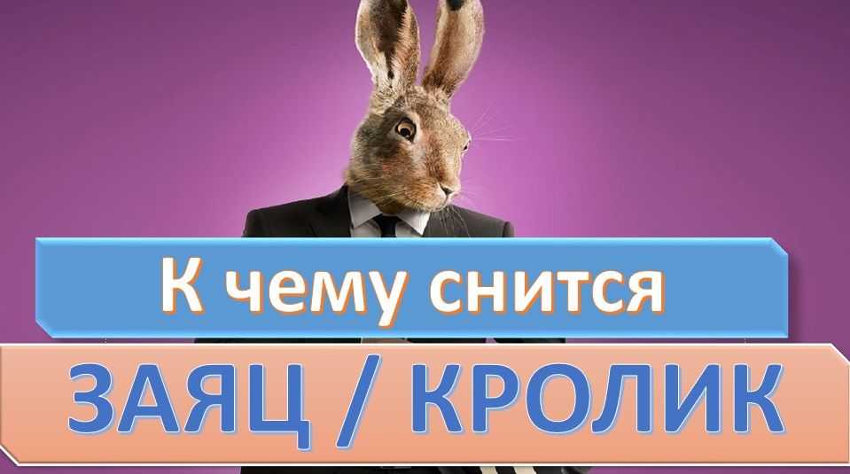 К чему снятся кролики женщине или мужчине?