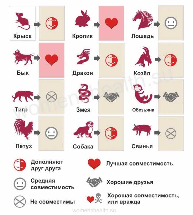 Год свиньи(кабана) какие годы?год свиньи характеристика и гороскоп
