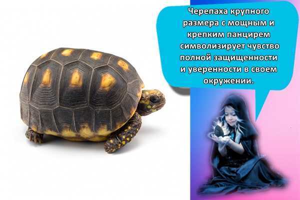 К чему снится черепаха - толкование в сонниках и значение символа для женщин или мужчин