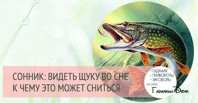 Сонник к чему снится щука женщине Толкование значения различных вариантов сна про щуку живую, пойманную, большую, маленькую, в воде или на суше