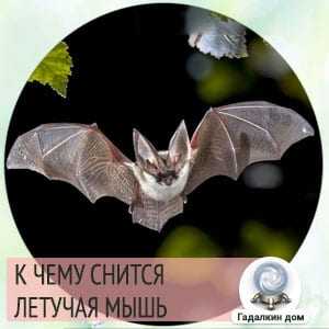 К чему снятся крысы женщинам и мужчинам