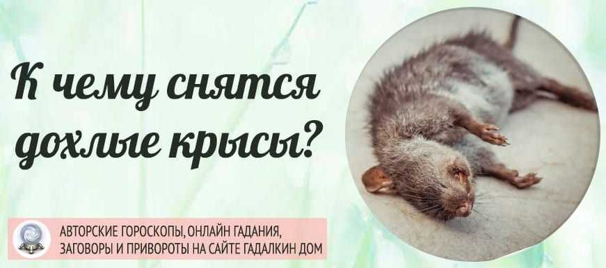 К чему снятся крысы: значение и самое полное толкование сновидения по соннику - tolksnov.ru