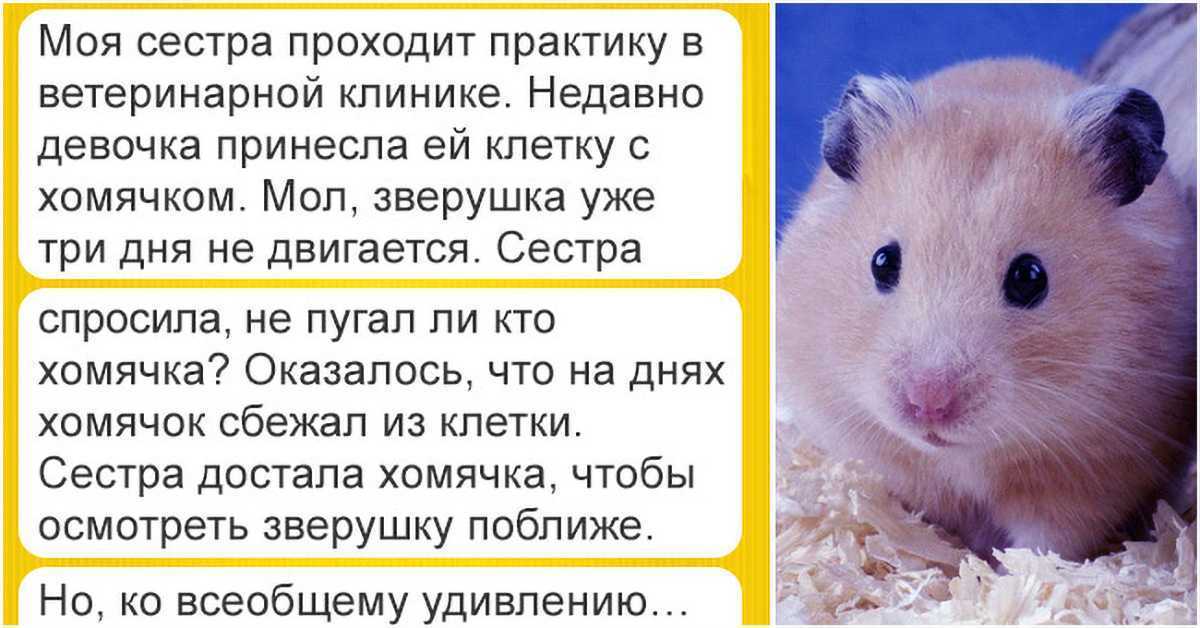 Приснились хомяки